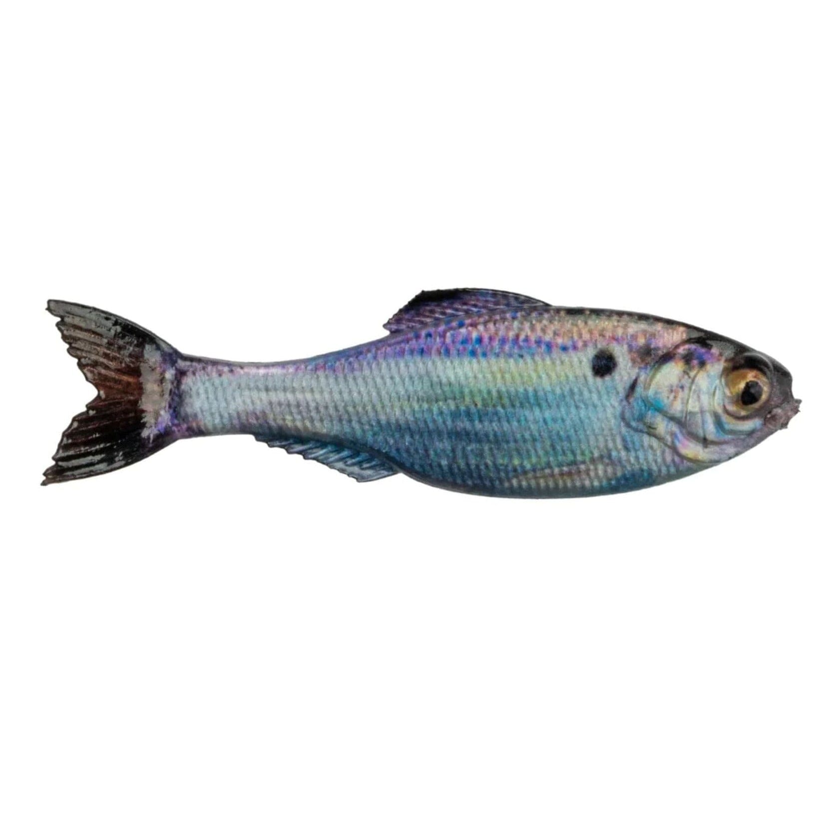 6th Sense Panorama 2.8" 8pk Gizzard Shad