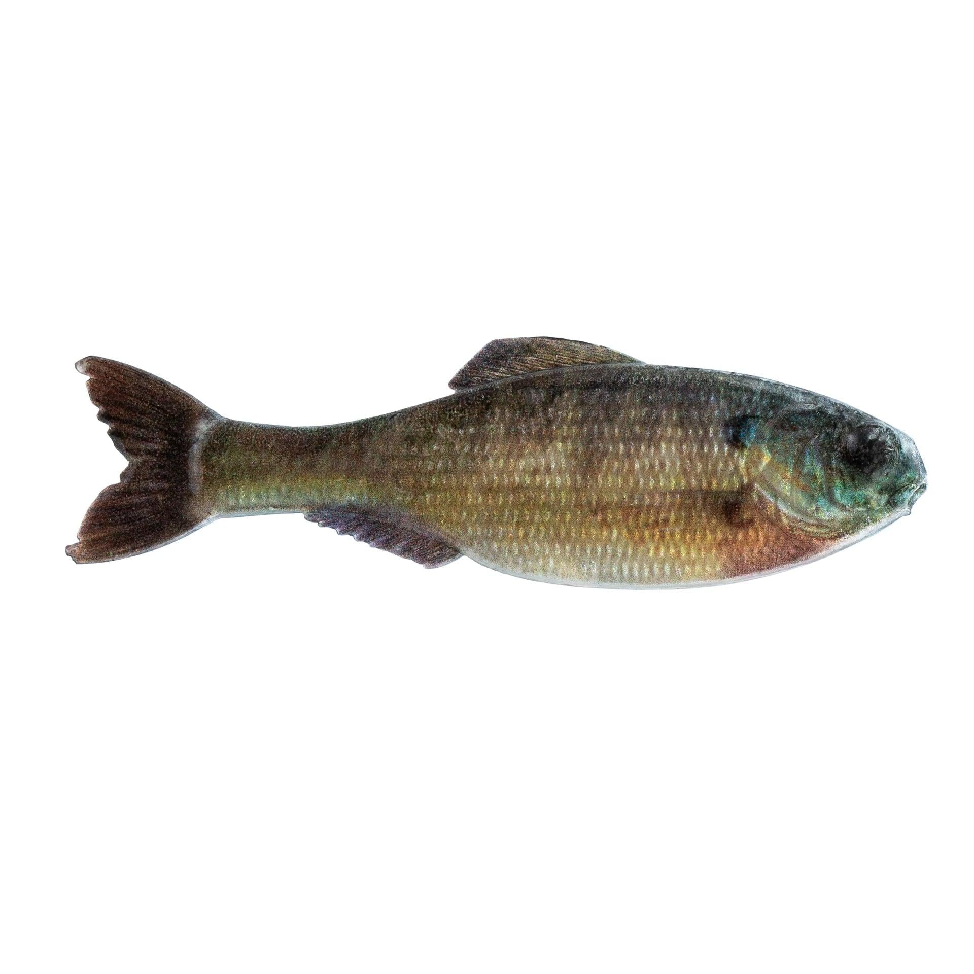 6th Sense Panorama 2.8" 8pk Live Bluegill